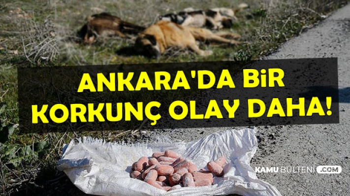 Ankara'da Bir Vahşet Daha: Boş Arazide Köpek Ölüleri Bulundu