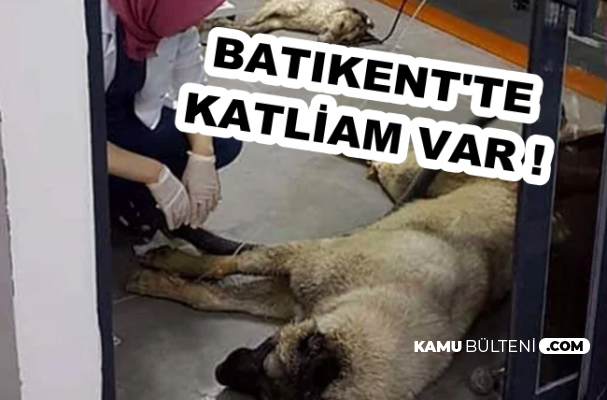 Batıkent'te Katliam Var! 13 Köpek Zehirlendi