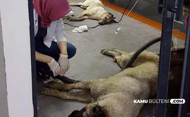 Batıkent'teki Köpek Katliamı ile İlgili 1 Kişi Gözaltına Alındı