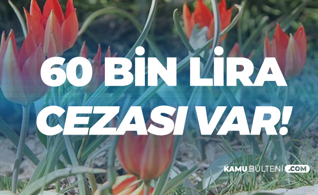 Koparan Yandı! 60 bin Lira Cezası Var Koparan Yandı! 60 bin Lira Cezası Var