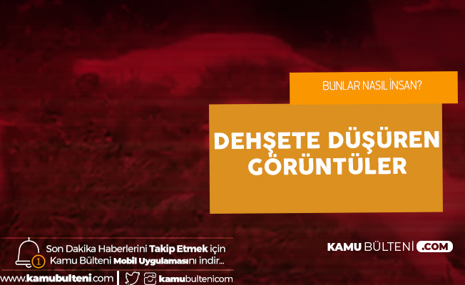 Büyücülere Satmak için Aslanların Yüzünü ve Pençelerini Kestiler Büyücülere Satmak için Aslanların Yüzünü ve Pençelerini Kestiler