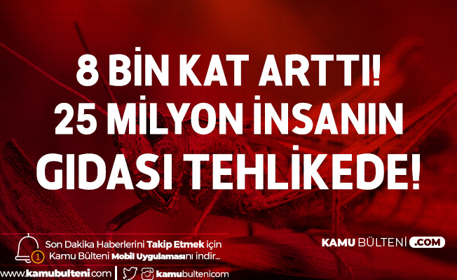 Çekirge İstilası 25 Milyon İnsanı Tehdit Ediyor Çekirge İstilası 25 Milyon İnsanı Tehdit Ediyor