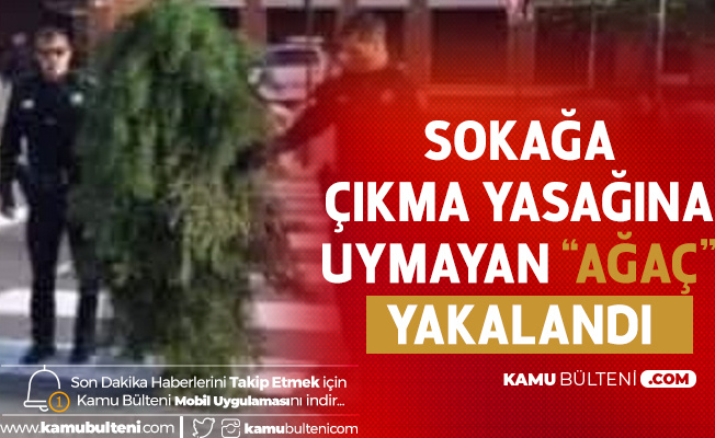 Sırbistan'da İlginç Olay! Sokağa Çıkma Yasağını Delen 'Ağaç' Yakalandı