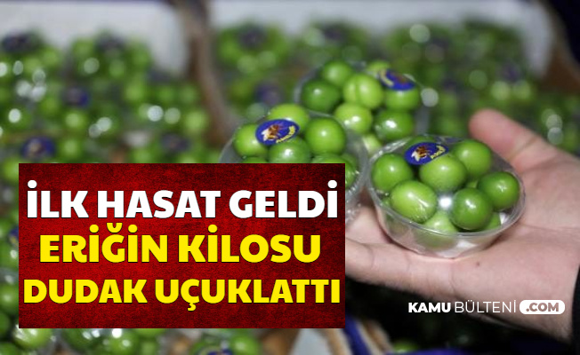 Yılık İlk Erik Hasadı Yapıldı-İşte 1 Kilo Erik Fiyatı