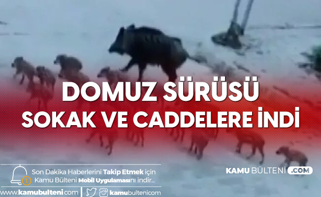 Marmaris'te Domuz Sürüleri Sokaklarda Dolaşıyor Marmaris'te Domuz Sürüleri Sokaklarda Dolaşıyor