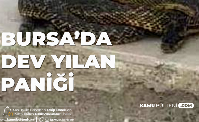 bursa da dev yilan panigi is yerine