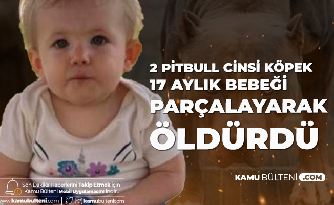 17 Aylik Bebek Pitbull Saldirisinda Feci Sekilde Can Verdi