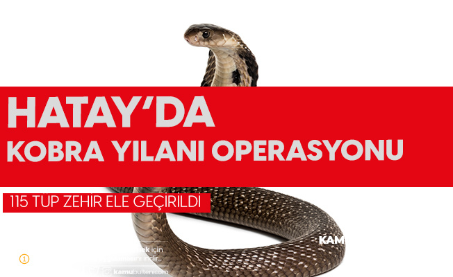 hatay da 115 tup kobra yilani zehri ele