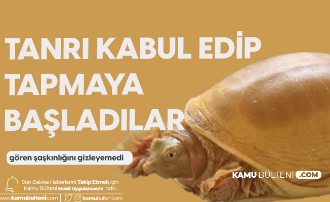 Tanrı Kabul Ettikleri Kaplumbağaya Tapmaya Başladılar!
