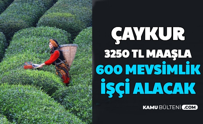 Caykur 600 Mevsimlik Isci Alimi Yapacak Iste Basvuru Sartlari Ve Maas