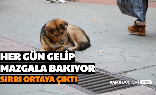 Izmit Te Saatlerce Mazgala Bakan Kopegin Sirri Ortaya Cikti