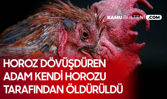 Horoz Dövüşü Sırasında Kendi Horozu Tarafından Öldürüldü