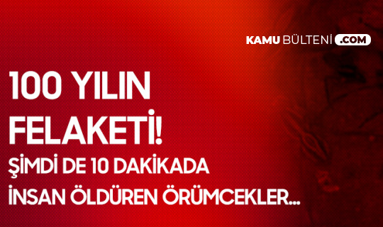 100 Yılın Felaketi! Fare İstilasının Ardından, Yılan ve Zehirli Örümcek İşgali