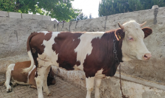 Bayram sabahı kaçan hayvan hala bulunamadı Bayram sabahı kaçan hayvan hala bulunamadı