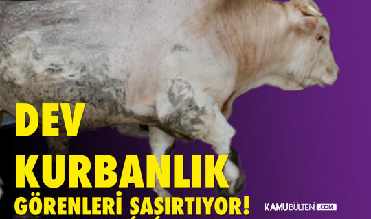 Dev Kurbanlık, Görenleri Şaşkına Çeviriyor Dev Kurbanlık, Görenleri Şaşkına Çeviriyor