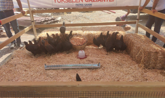 Gaziantep Büyükşehir Belediyesinden 9 bin tavuk dağıtımı