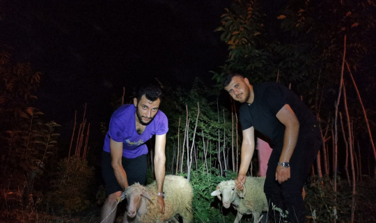 Kaçan 2 kurbanlık koyunu 5 kişilik ekip kayalıklardan kurtardı Kaçan 2 kurbanlık koyunu 5 kişilik ekip kayalıklardan kurtardı