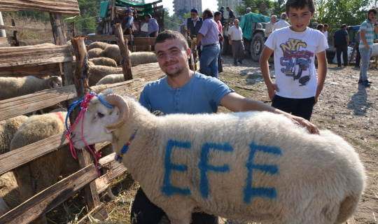 Kastamonu’da kurban kesim kursu açılacak Kastamonu’da kurban kesim kursu açılacak