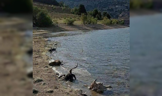 Kurban kellelerinin baraja atılması tepkilere neden oldu Kurban kellelerinin baraja atılması tepkilere neden oldu