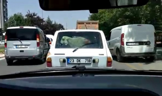 Kurbanlık koyunu otomobilin bagajında böyle taşıdı Kurbanlık koyunu otomobilin bagajında böyle taşıdı