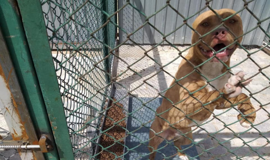Kütahya’da yasaklı, tehlike arz eden köpek gezdiren şahsın köpeğine el konuldu