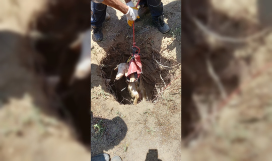 Kuyuya düşen 4 keçi AFAD tarafından kurtarıldı
