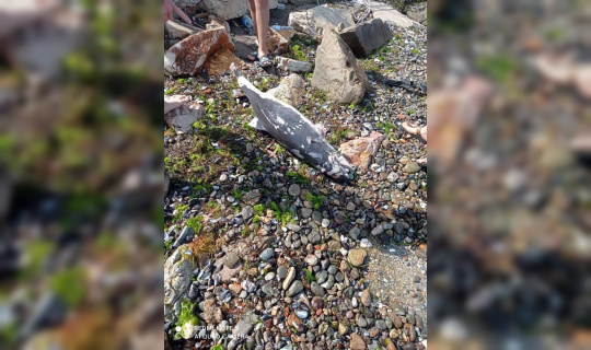 Ölü yunus balığı yavrusu kıyıya vurdu