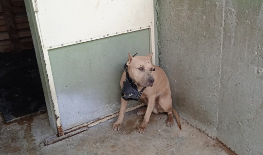 Pitbullun saldırısına uğrayan 2 kişi hastanelik oldu Pitbullun saldırısına uğrayan 2 kişi hastanelik oldu