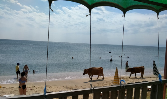 Plajda gezen inekler gülümsetti Plajda gezen inekler gülümsetti