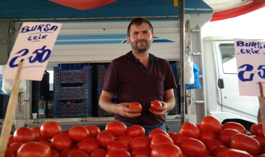 Tarla domatesi sezonu açıldı Tarla domatesi sezonu açıldı