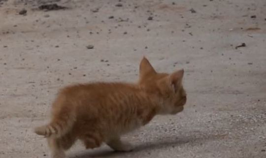 Tunceli’de 3 ayaklı kedi 2 ayaklı yavru doğurdu