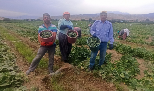Turşuluk salatalıkta ikinci sezon Turşuluk salatalıkta ikinci sezon