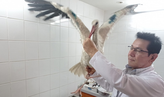 Yaralı leylek tedavi altına alındı Yaralı leylek tedavi altına alındı