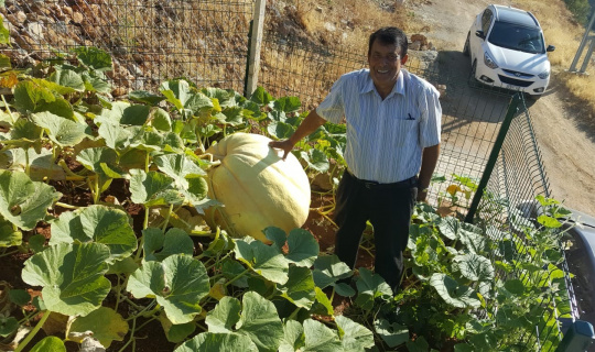 Avrupa’dan getirdiği tohumla 100 kiloluk 265 santimetre çapında kabak yetiştirdi