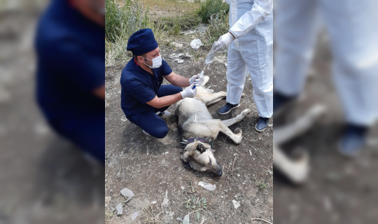 Ayı saldırısına uğrayan köpek yaralandı Ayı saldırısına uğrayan köpek yaralandı