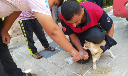 Balıklıgöl’de kedi kurtarma operasyonu Balıklıgöl’de kedi kurtarma operasyonu
