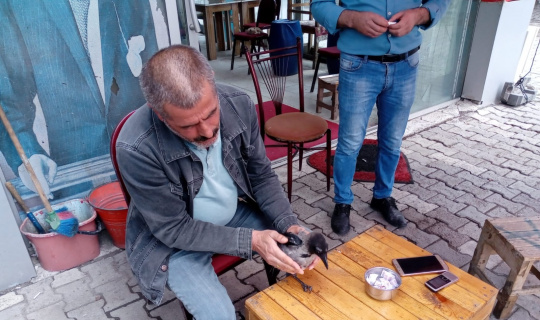 Elleriyle besledikleri karga yanlarından ayrılmıyor