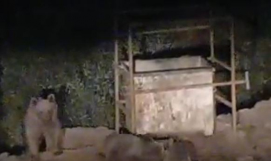 Hayvanlar bu mezbahaneyi mesken tuttu Hayvanlar bu mezbahaneyi mesken tuttu