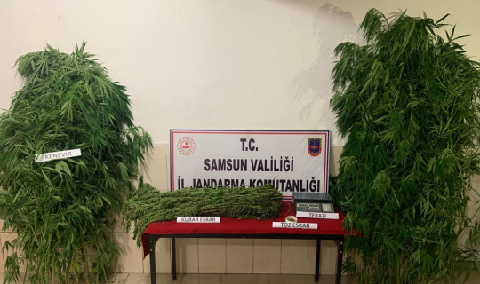 Jandarmadan kenevir ve esrar baskını
