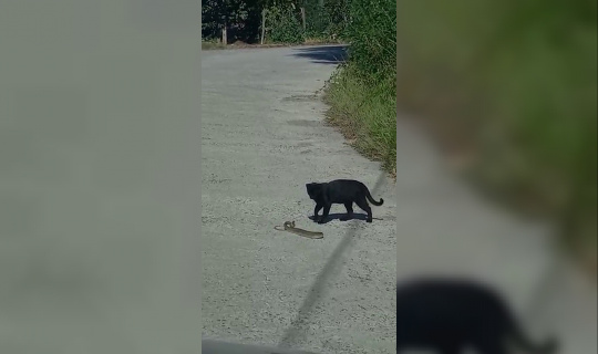Kedi ile yılanın kavgasında pes eden yılan oldu Kedi ile yılanın kavgasında pes eden yılan oldu