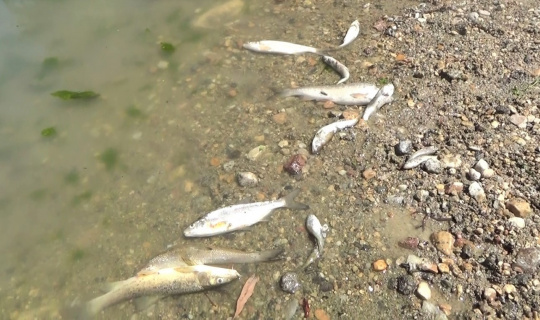 Porsuk Çayı’ndaki toplu balık ölümleri tedirginliğe yol açtı