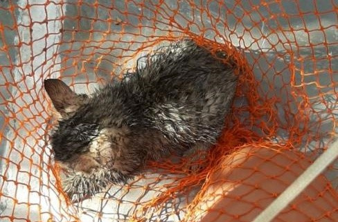 Su kuyusuna düşen yavru kedi kurtarıldı Su kuyusuna düşen yavru kedi kurtarıldı