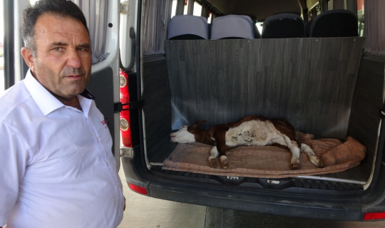 Yangından 1 gün önce doğan buzağı telef oldu Yangından 1 gün önce doğan buzağı telef oldu