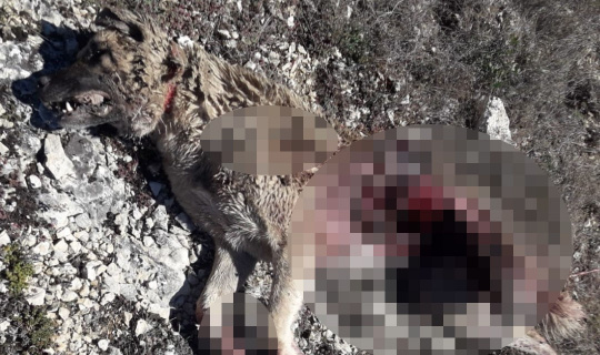 Aç kalan ayı köpeği parçaladı Aç kalan ayı köpeği parçaladı