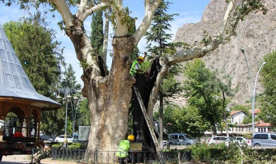 Amasya’daki 535 yıllık ikiz çınarlara bakım ve restorasyon yapıldı