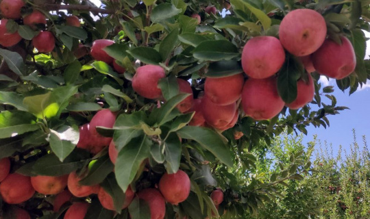 Doğanşehir elmasında hasat zamanı
