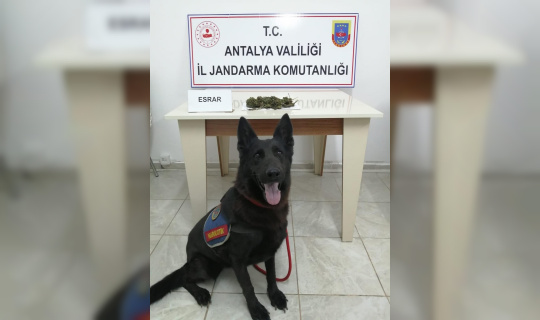 Gazipaşa’da durdurulan yolcu otobüsünde esrar ele geçirildi Gazipaşa’da durdurulan yolcu otobüsünde esrar ele geçirildi