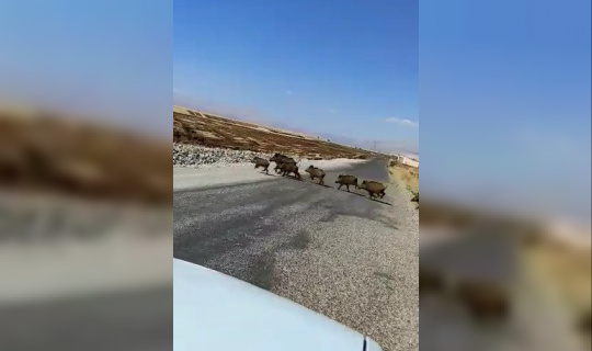 Hızla gelen yaban domuzu sürüsünün geçişini beklediler Hızla gelen yaban domuzu sürüsünün geçişini beklediler