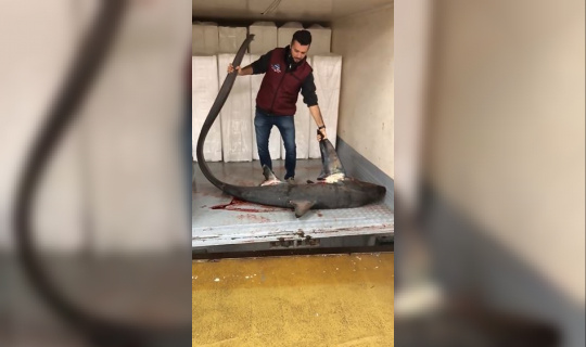Marmara Denizinde dev köpek balığı yakalandı Marmara Denizinde dev köpek balığı yakalandı