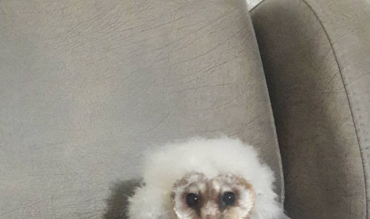 Peçeli baykuş 3 aylık bakım sonrası tabiata salındı Peçeli baykuş 3 aylık bakım sonrası tabiata salındı